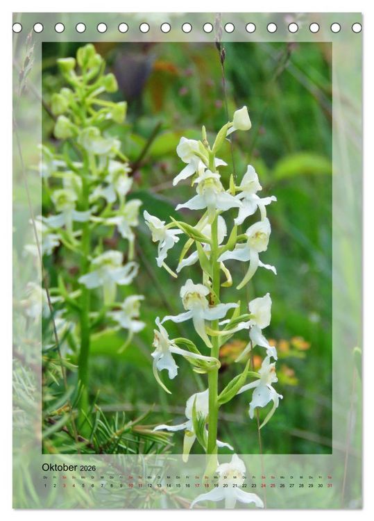 Produktbild: Deutschlands wilde Orchideen (Tischkalender 2026 DIN A5 hoch), CALVENDO Monatskalender