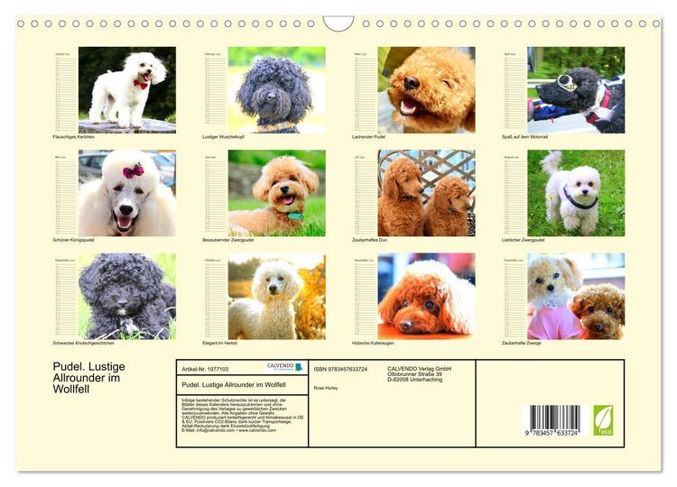 Produktbild: Pudel. Lustige Allrounder im Wollfell (Wandkalender 2026 DIN A3 quer), CALVENDO Monatskalender