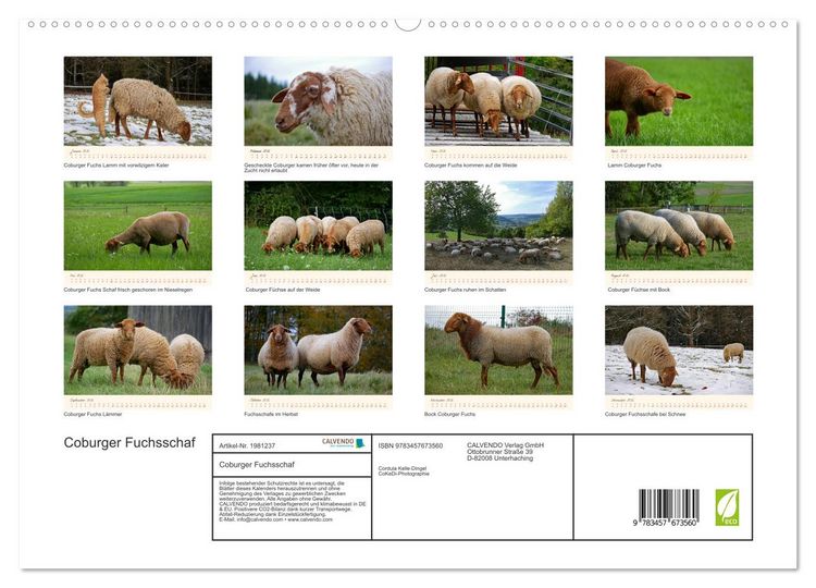 Produktbild: Coburger Fuchsschaf (hochwertiger Premium Wandkalender 2026 DIN A2 quer), Kunstdruck in Hochglanz