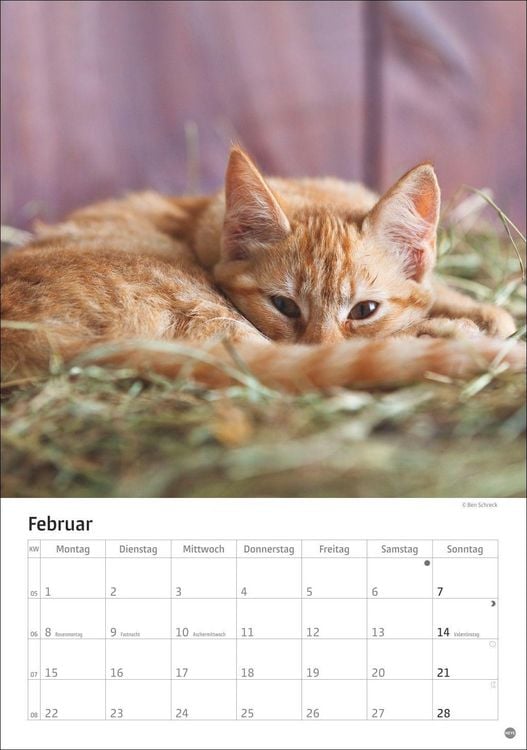 Produktbild: Katzen Kalender 2027