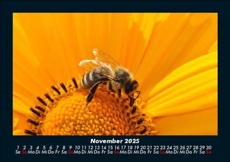 Produktbild: Bien 2025 Fotokalender DIN A5