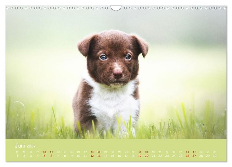 Produktbild: Border Collie Kalender &ndash; Ausdrucksstarke Close-up-Portraits durch die Jahreszeiten (Wandkalender 2027 DIN A3 quer), CALVENDO Monatskalender