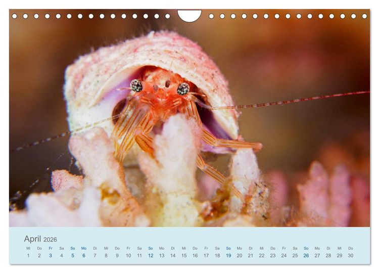 Produktbild: Abenteuer Unterwasser (Wandkalender 2026 DIN A4 quer), CALVENDO Monatskalender