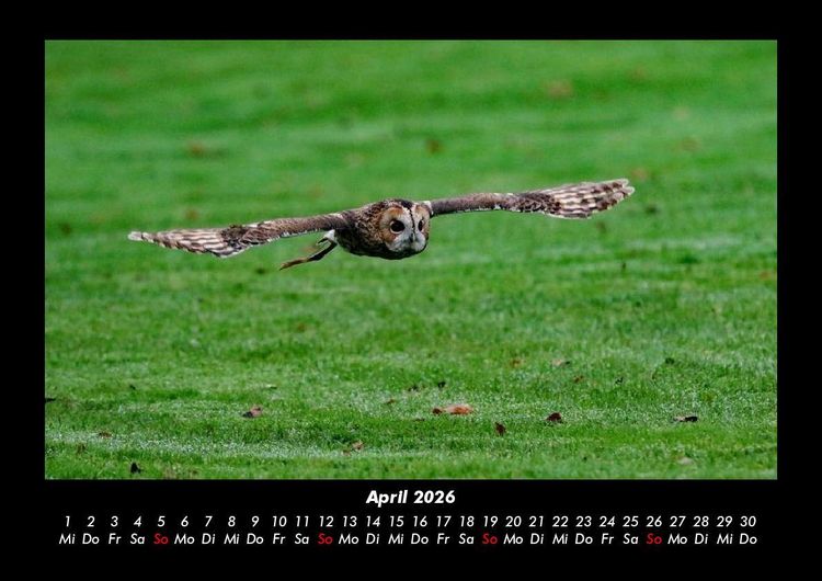 Produktbild: Tierkalender 2026 Fotokalender DIN A3
