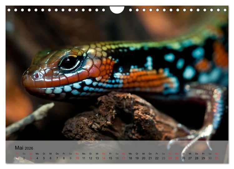 Produktbild: Reptilien Schlangen, Echsen und Co. (Wandkalender 2026 DIN A4 quer), CALVENDO Monatskalender