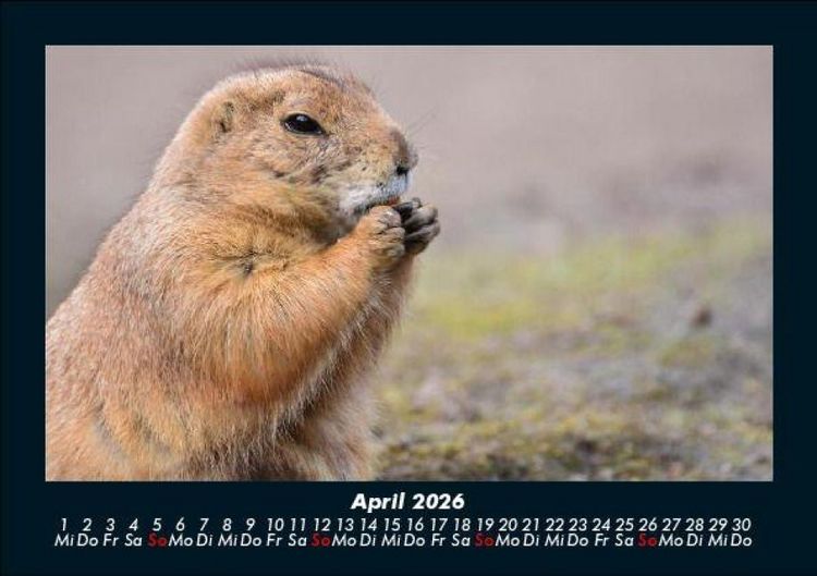 Produktbild: Der Tierkalender 2026 Fotokalender DIN A5