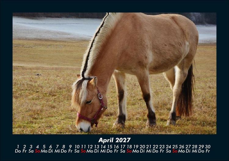 Produktbild: Die Welt der Pferde 2027 Fotokalender DIN A5