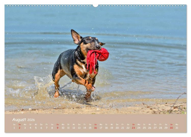 Produktbild: Einmal Bullterrier - immer Bullterrier (hochwertiger Premium Wandkalender 2026 DIN A2 quer), Kunstdruck in Hochglanz