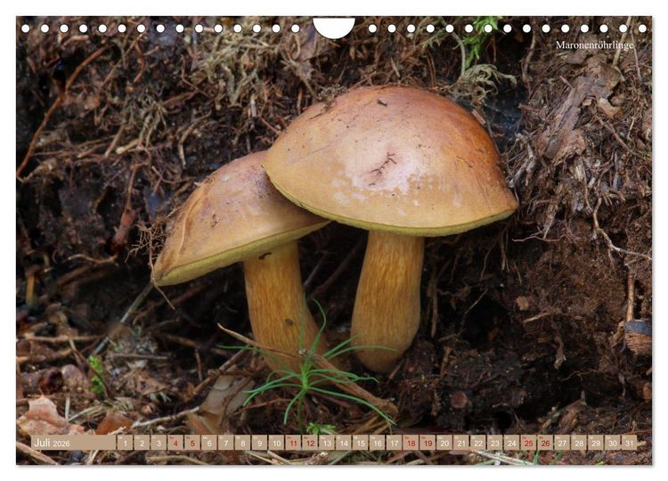 Produktbild: Pilze finden - das ganze Jahr! (Wandkalender 2026 DIN A4 quer), CALVENDO Monatskalender