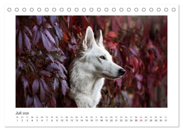 Produktbild: Herzenshunde 2026 (Tischkalender 2026 DIN A5 quer), CALVENDO Monatskalender