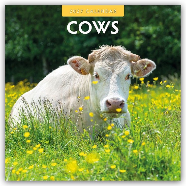 Produktbild: Cows &ndash; K&uuml;he 2027 &ndash; 16-Monatskalender