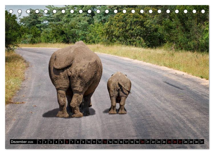 Produktbild: Afrikas Tierwelt: Nash&ouml;rner (Tischkalender 2026 DIN A5 quer), CALVENDO Monatskalender