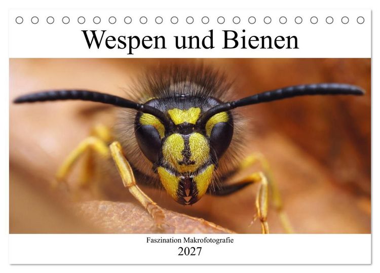 Produktbild: Faszination Makrofotografie: Wespen und Bienen (Tischkalender 2027 DIN A5 quer), CALVENDO Monatskalender