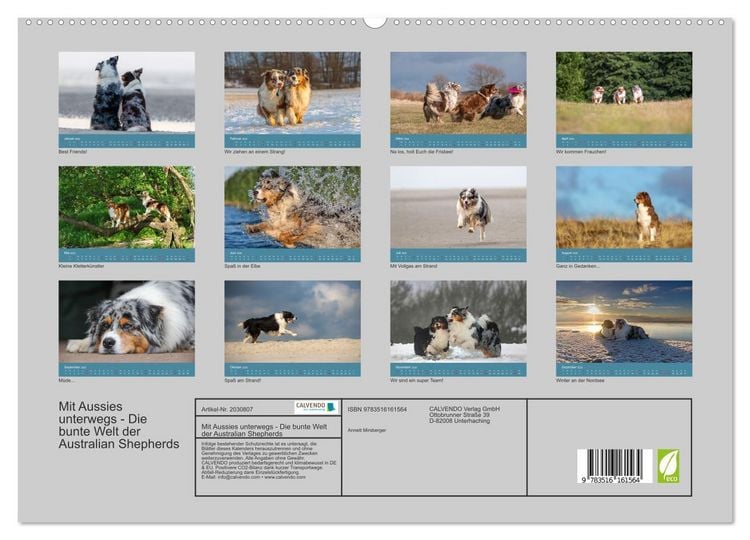 Produktbild: Mit Aussies unterwegs - Die bunte Welt der Australian Shepherds (hochwertiger Premium Wandkalender 2026 DIN A2 quer), Kunstdruck in Hochglanz