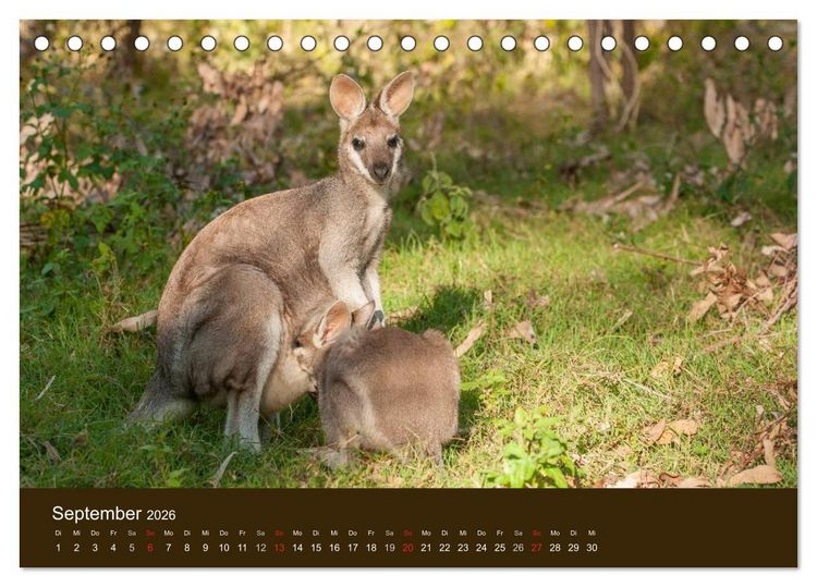 Produktbild: Beuteltiere Australiens (Tischkalender 2026 DIN A5 quer), CALVENDO Monatskalender