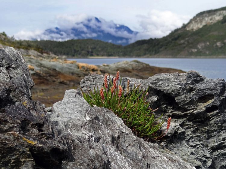 Produktbild: CALVENDO Puzzle Tierra del Fuego - Gro&szlig;e Feuerlandinsel/Argentinien 1000 Teile Lege-Gr&ouml;&szlig;e 64 x 48 cm Foto-Puzzle Bild von Flori0