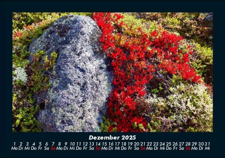 Produktbild: Blumenkalender 2025 Fotokalender DIN A5