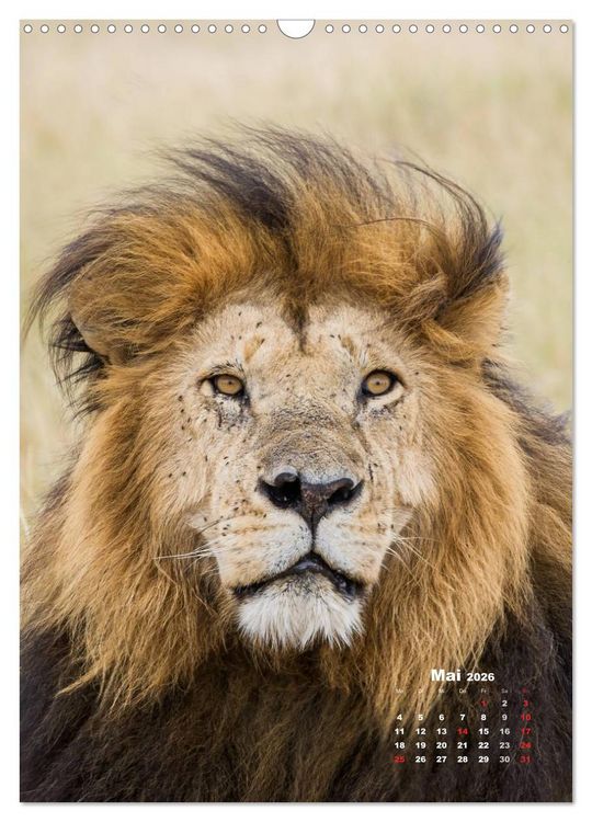 Produktbild: Emotionale Momente: Raubkatzen - die schnellen J&auml;ger. (Wandkalender 2026 DIN A3 hoch), CALVENDO Monatskalender