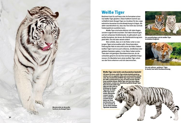 Produktbild: Entdecke die Tiger