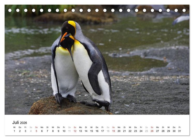 Produktbild: Im Reich der Pinguine (Tischkalender 2026 DIN A5 quer), CALVENDO Monatskalender