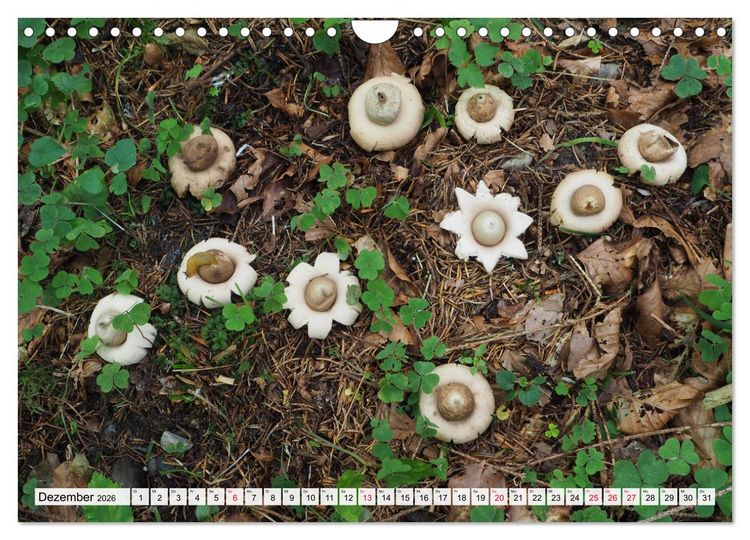 Produktbild: Pilze - tolle Funde (Wandkalender 2026 DIN A4 quer), CALVENDO Monatskalender