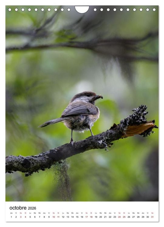 Produktbild: La Scandinavie et ses oiseaux (Calendrier mural 2026 DIN A4 horizontal), CALVENDO calendrier mensuel