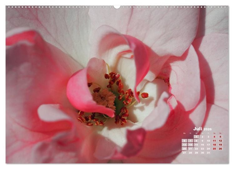 Produktbild: Rosen, die K&ouml;nigin der Blumen (Wandkalender 2026 DIN A2 quer), CALVENDO Monatskalender