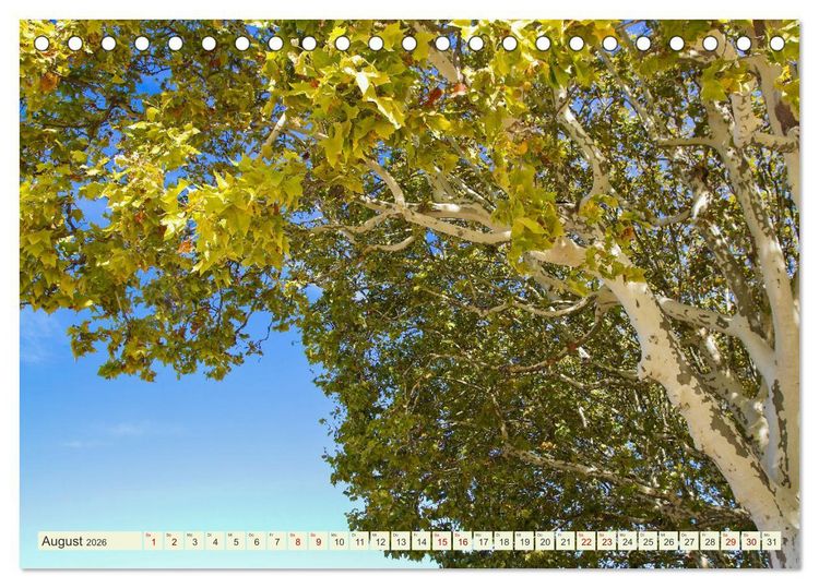 Produktbild: Mediterrane Flora - Pflanzen des S&uuml;dens (Tischkalender 2026 DIN A5 quer), CALVENDO Monatskalender