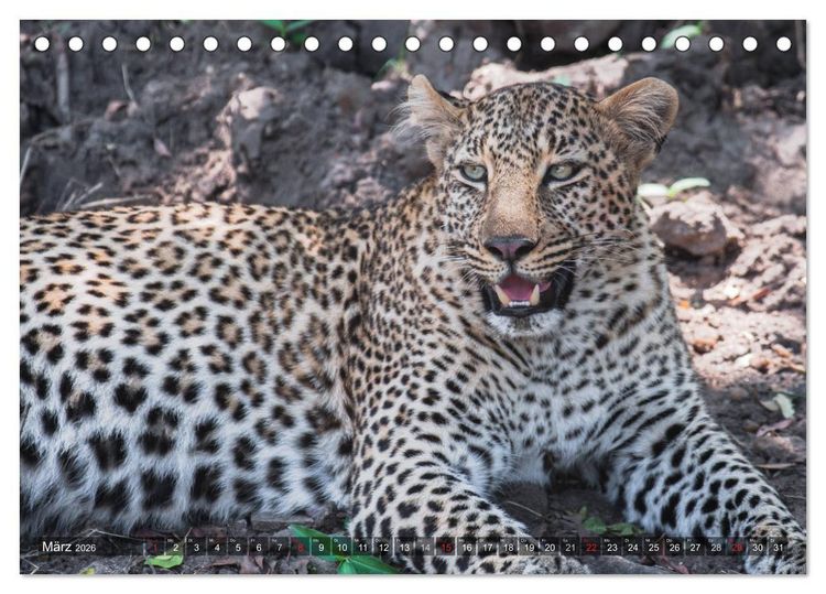 Produktbild: Leoparden - Geheimnisvolle J&auml;ger (Tischkalender 2026 DIN A5 quer), CALVENDO Monatskalender