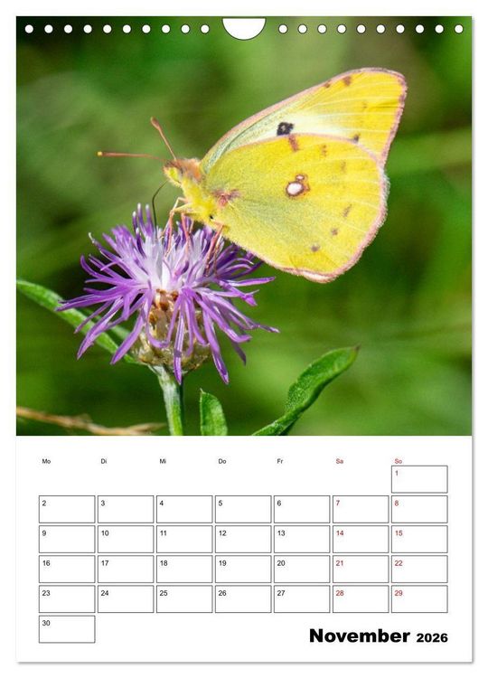 Produktbild: Insekten im Fokus (Wandkalender 2026 DIN A4 hoch), CALVENDO Monatskalender