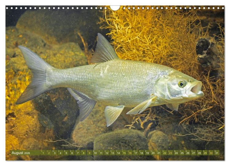 Produktbild: Fische in Teichen und Fl&uuml;ssen (Wandkalender 2026 DIN A3 quer), CALVENDO Monatskalender
