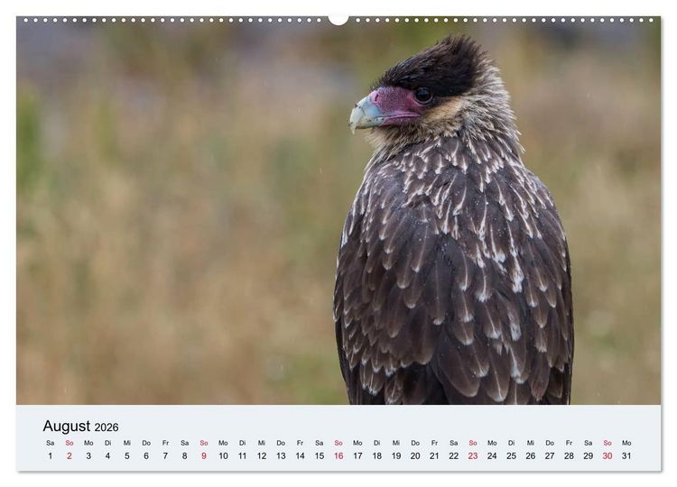 Produktbild: Feuerland - Am Puls der Wildnis (Wandkalender 2026 DIN A2 quer), CALVENDO Monatskalender