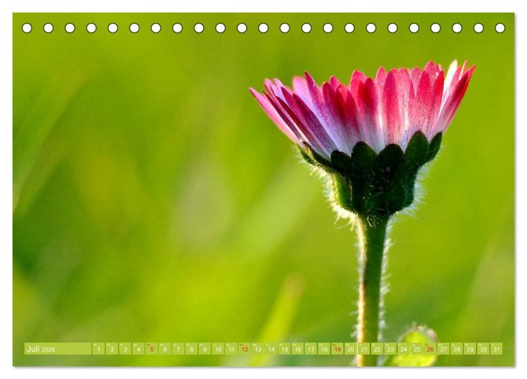 Produktbild: G&auml;nsebl&uuml;mchen Poesie (Tischkalender 2026 DIN A5 quer), CALVENDO Monatskalender