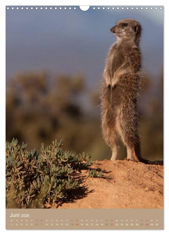 Produktbild: Erdm&auml;nnchen - Afrikas liebenswerte Zwerge (Wandkalender 2026 DIN A3 hoch), CALVENDO Monatskalender