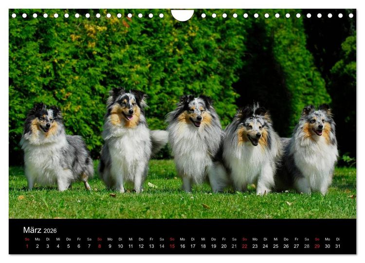 Produktbild: Sheltie 2026 (Wandkalender 2026 DIN A4 quer), CALVENDO Monatskalender