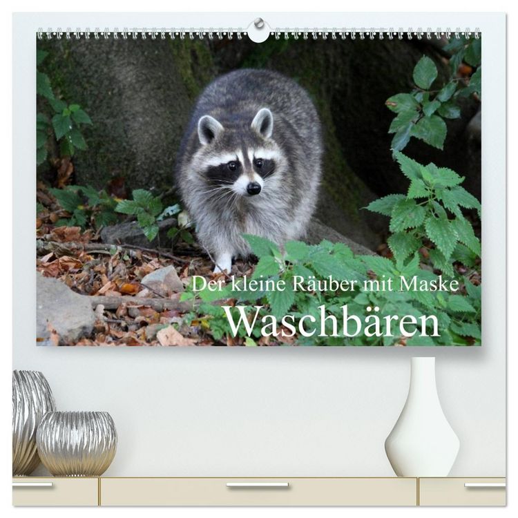 Produktbild: Der kleine R&auml;uber mit Maske - Waschb&auml;ren (hochwertiger Premium Wandkalender 2026 DIN A2 quer), Kunstdruck in Hochglanz