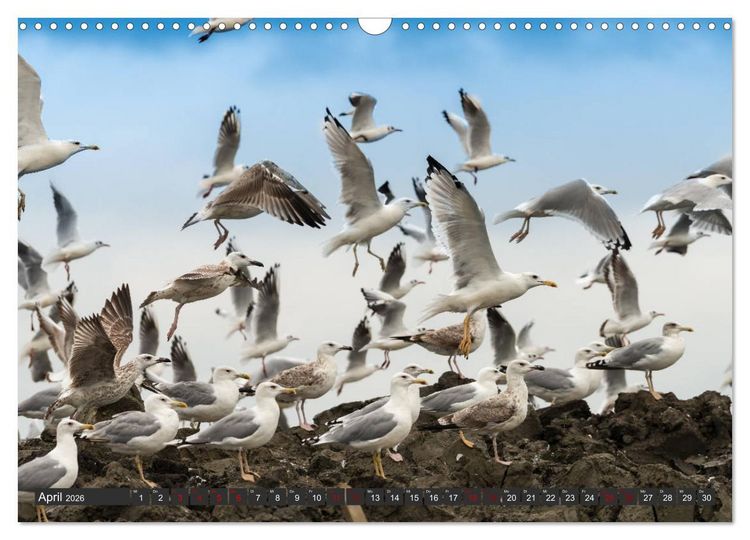 Produktbild: Das Paradies Donaudelta (Wandkalender 2026 DIN A3 quer), CALVENDO Monatskalender