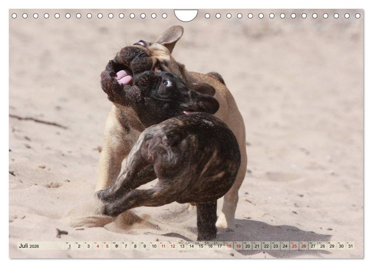 Produktbild: Bulldoggen - Englische und Franz&ouml;sische Bulldoggen (Wandkalender 2026 DIN A4 quer), CALVENDO Monatskalender