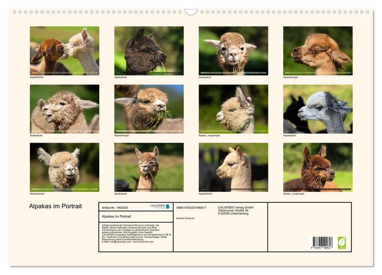Produktbild: Alpakas im Portrait (Wandkalender 2026 DIN A2 quer), CALVENDO Monatskalender
