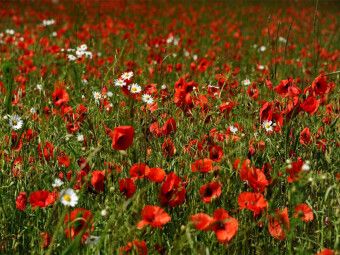 Produktbild: CALVENDO Puzzle Ein Motiv aus dem Kalender Roter Mohn, bunte Wiesen | 1000 Teile Lege-Gr&ouml;&szlig;e 64x48cm Foto-Puzzle f&uuml;r gl&uuml;ckliche Stunden