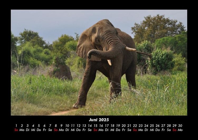 Produktbild: Elefanten - Die sanften Riesen Afrikas 2025 Fotokalender DIN A3
