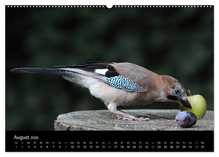 Produktbild: Eichelh&auml;her der Waldpolizist (Wandkalender 2026 DIN A2 quer), CALVENDO Monatskalender