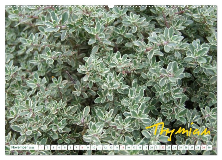 Produktbild: Kr&auml;uter - Gesund, h&uuml;bsch und lecker (hochwertiger Premium Wandkalender 2026 DIN A2 quer), Kunstdruck in Hochglanz