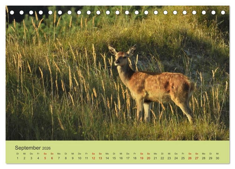 Produktbild: K&uuml;sten Hirsche - Rotwild auf dem Dar&szlig; (Tischkalender 2026 DIN A5 quer), CALVENDO Monatskalender