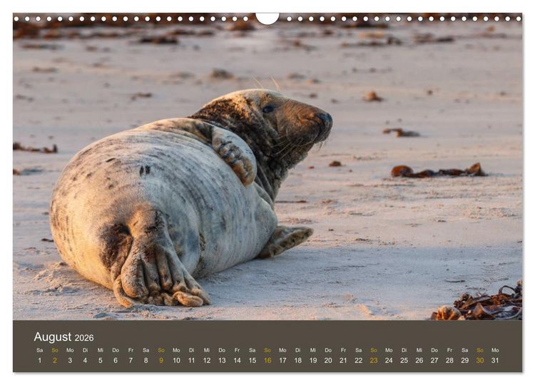 Produktbild: Robben auf der Helgol&auml;nder D&uuml;ne (Wandkalender 2026 DIN A3 quer), CALVENDO Monatskalender