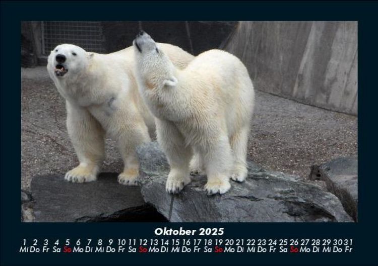 Produktbild: Tiere in der Wildnis 2025 Fotokalender DIN A5