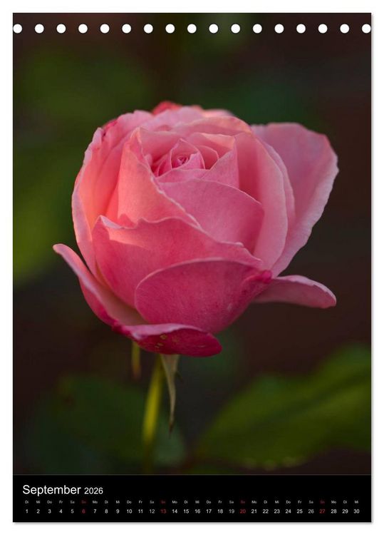Produktbild: Zauberhafte Rosen (Tischkalender 2026 DIN A5 hoch), CALVENDO Monatskalender