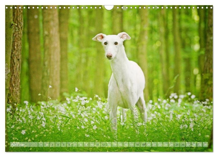 Produktbild: Zauberhafte Windhunde (Wandkalender 2026 DIN A3 quer), CALVENDO Monatskalender