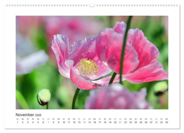 Produktbild: Mohn, Bl&uuml;tenzauber in Rosa, Pink und Wei&szlig; (Wandkalender 2026 DIN A2 quer), CALVENDO Monatskalender