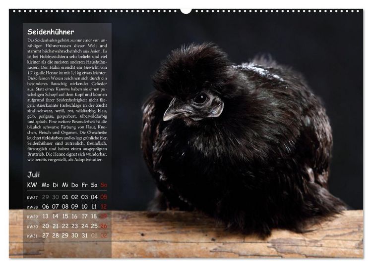 Produktbild: Von der Einzigartigkeit der H&uuml;hner 2026 (hochwertiger Premium Wandkalender 2026 DIN A2 quer), Kunstdruck in Hochglanz